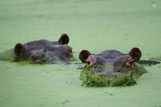 Colombia's rogue hippos could find refuge in India