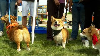 113 corgis compete in annual race at Council Bluffs park