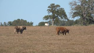 Minnesota man pleads guilty to selling stolen cattle in northeast Iowa