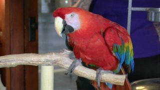 QCA parrot rescue relocates; volunteer help still needed