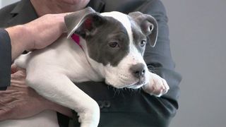Iowa passes animal torture bill