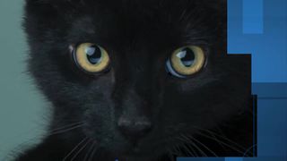 Tuesday’s adoptable pet: Meet Doodle