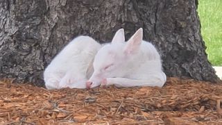  Rare white fawn spotted at Indian Hills Community College