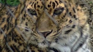 Niabi Zoo, Coal Valley, launches 'Zoo Nights' program with extended visitor hours