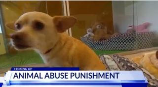 "It's about time." Iowa shelters react to new animal-torture law