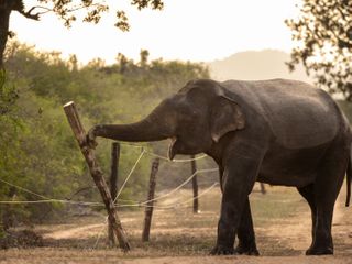 Elephants eat their crops. Farmers strike back. It's a war that's only getting worse