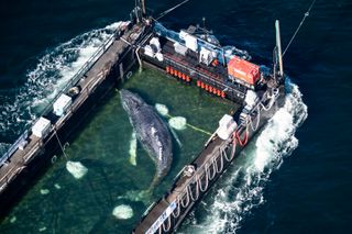 Timmy the humpback whale found dead off Danish coast