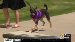 Dog saved by Iowa State vet students and doctors surprises everyone at commencement 