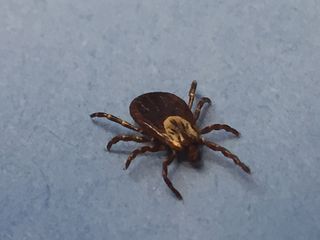 'We're in for a bad year': Scientists see warning signs for Lyme disease, tick-borne illnesses