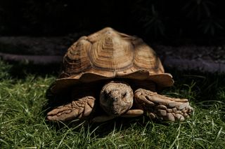 It takes a village – or a Phoenix suburb – to wrangle a wayward tortoise