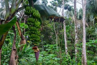 Some plants have a genetic superpower that may help them survive a cataclysm
