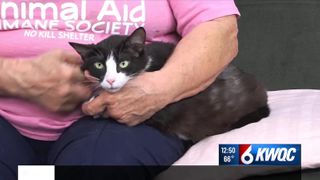  Adoptable pet: Meet Serena
