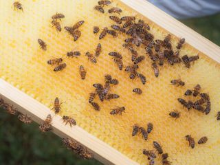 Bees have coexisted with us for over a millennia. Their name remains a mystery