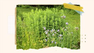 A guide to converting your lawn into a wildlife friendly garden