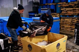 One solution for Maine's struggling fishing industry? Give fillets away for free