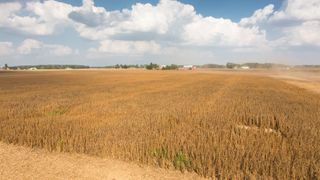  Illinois grows millions of bushels of soybeans. Why aren’t we eating them? 