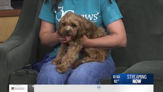  Adoptable pet: Meet Stuart