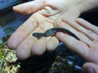 Inside the effort to save one of America's most imperiled salamanders