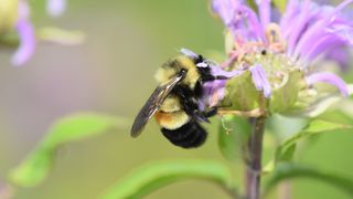 Bettendorf 'bee'-comes Bee City USA affiliate