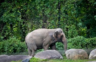 Happy, who taught researchers that elephants can recognize themselves, is euthanized