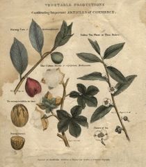 Trick or spice? How the 'nutmeg' came to dominate the soccer world