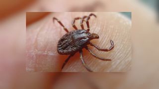  Tick-borne illnesses; symptoms, treatment, and prevention