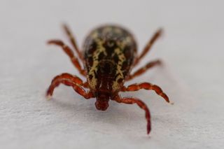 Tick activity at highest in a decade: What to know