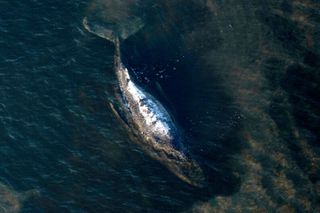 Carcass of Timmy the humpback whale brought to shore in Denmark