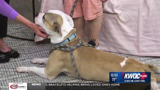 Adoptable pet: Meet Bonnie