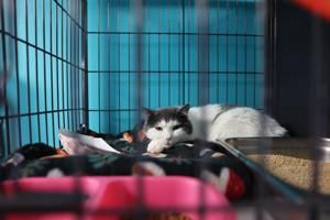 Davenport plans purchase of properties for animal shelter