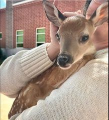 Moline officer rescues fawn from roadway