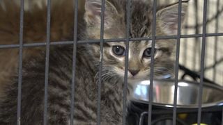  Cedar Rapids looks to start feral cat program after scrapping plan volunteers called ‘not doable’