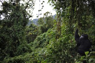 A park famed for rare gorillas gears up to fight Ebola and protect its primates