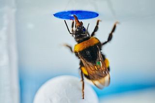 Bumblebees have tiny brains but they can solve problems like chimps and elephants