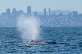 Whales are showing up in San Francisco Bay. New ship alerts could help protect them