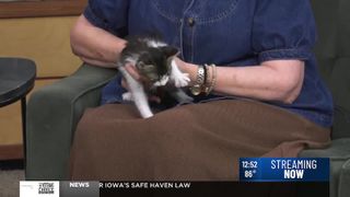 Adoptable pet: Meet Daisy