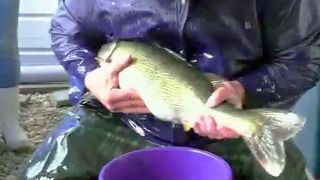 The Heart of the Story: Not an everyday fish tale