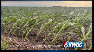  How long can flooded crops survive? Iowa State experts share recovery guidelines after severe storms