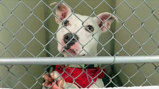 Humane Society of Scott County faces overcrowding; adoption fees waived through July 3