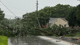  Tree blocks roadway in Davenport