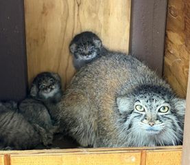Niabi Zoo welcomes rare Pallas’s cat kittens