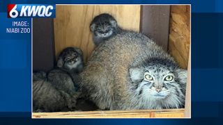  Rare Pallas’s cat kittens born at Niabi Zoo mark conservation milestone