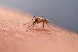 Henry County Health Dept. finds first West Nile Virus of 2026 in specimen bath