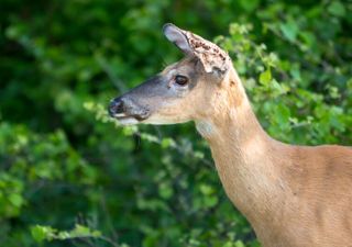 Tick season is getting worse. Can managing deer help?