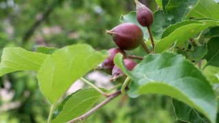 GIFT Gardens invites community enjoy local gardens, breakfast, in news summer series
