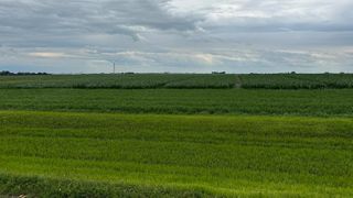  Iowa soybeans blooming and corn silking behind schedule 