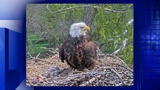 Lead-poisoned eagle returns to wild after 3 months of recovery in Kewanee