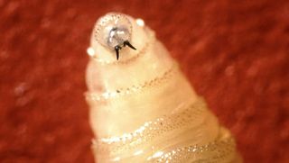 Experts weigh in on Screwworm dangers for Iowa livestock
