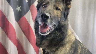  Coralville Police K-9 dies after nearly a decade of service