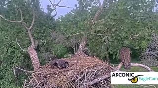 Arconic Eagle Cam nest falls with eaglets inside